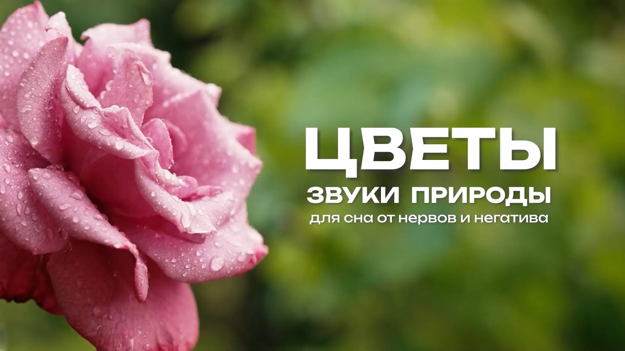 Звуки природы Цветы Для сна от неврозов и негатива