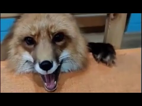 Как ругается лиса. How The Fox Swears.
