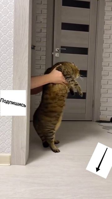 Прыг-танец 😂
