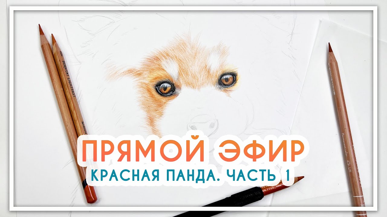 Красная панда цветными карандашами. Часть 1 [Derwent, Caran D’Ache, Faber Castell]
