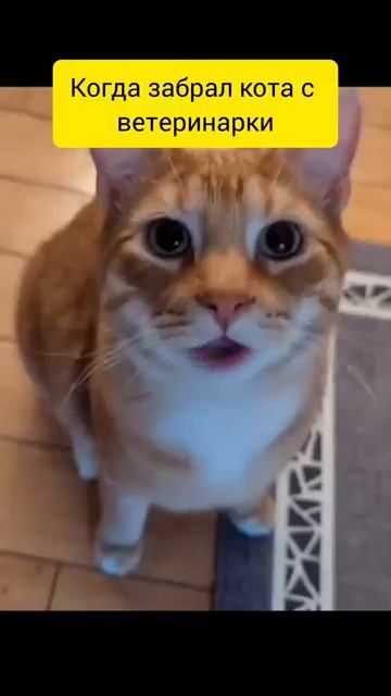 Кот 🤣рассказывает ,как был на больничке