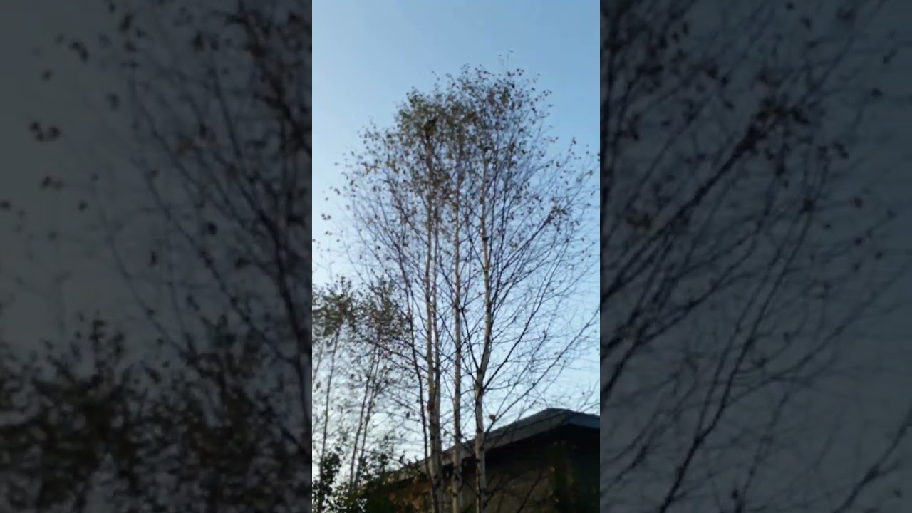 Лисёнок застрял на дереве😟 спасение лисёнка