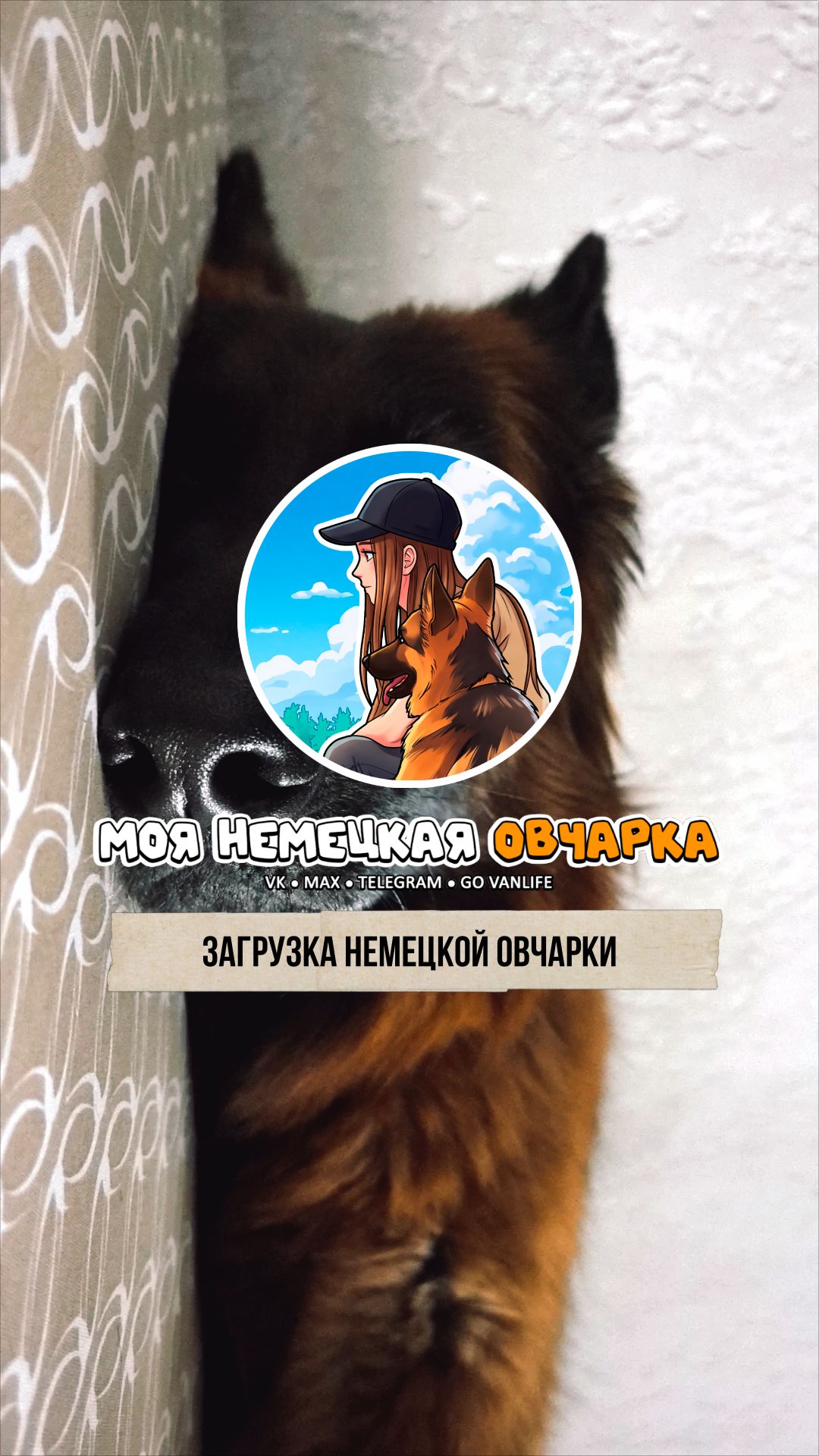 Загрузка немецкой овчарки.