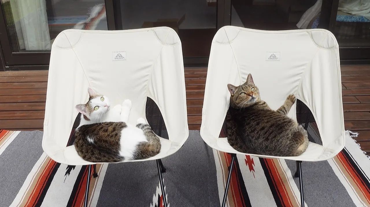 Хана и Мири уютно отдыхают в креслах на террасе 🐾