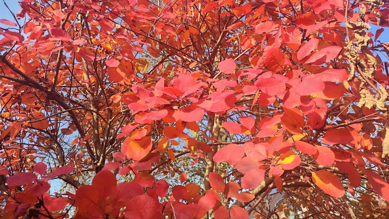 Die Farbe Und Der Klang 🪽des Herbstes 🍁звук и цвет осени 🍁❤️🔥