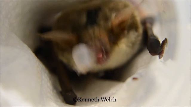 Летучая мышь Bat