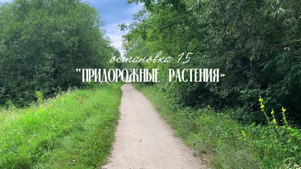 Остановка 15 Придорожные растения