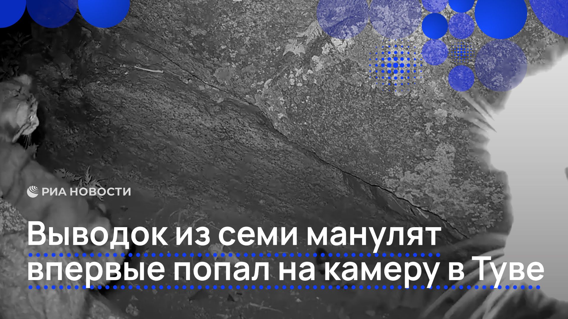 Выводок из семи манулят впервые попал на камеру в Туве