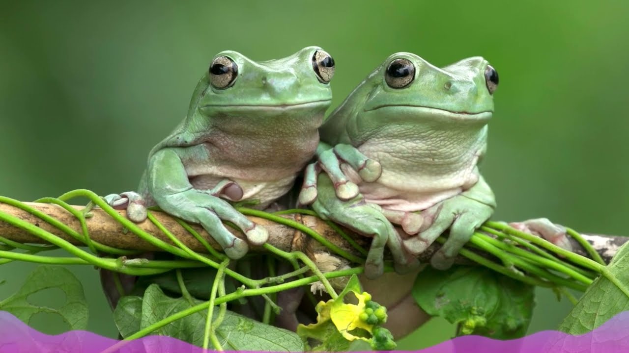 Жабешки концерт от блатото / Frog Concert From The Swamp