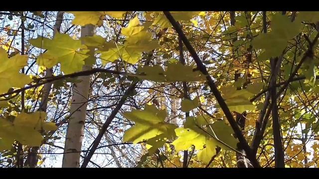 Последние деньки бабьева лета. 29-09-2026