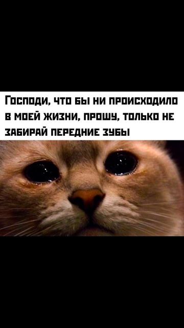 Кот впал в голодный обморок) Приколы