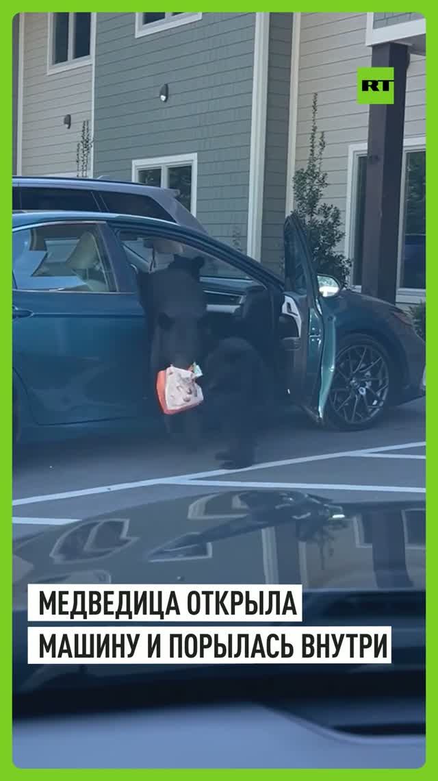 Медведица самостоятельно открыла дверь машины и забрала пакет