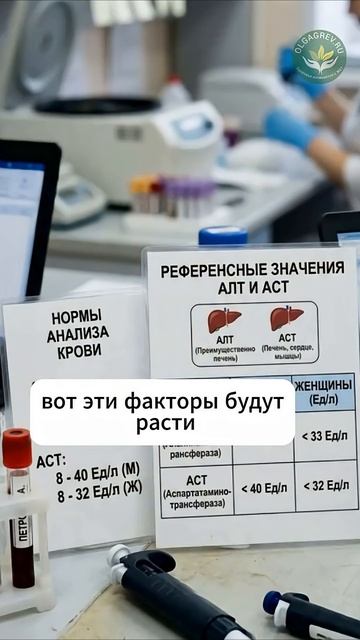 Здоровье печени: детокс и восстановление