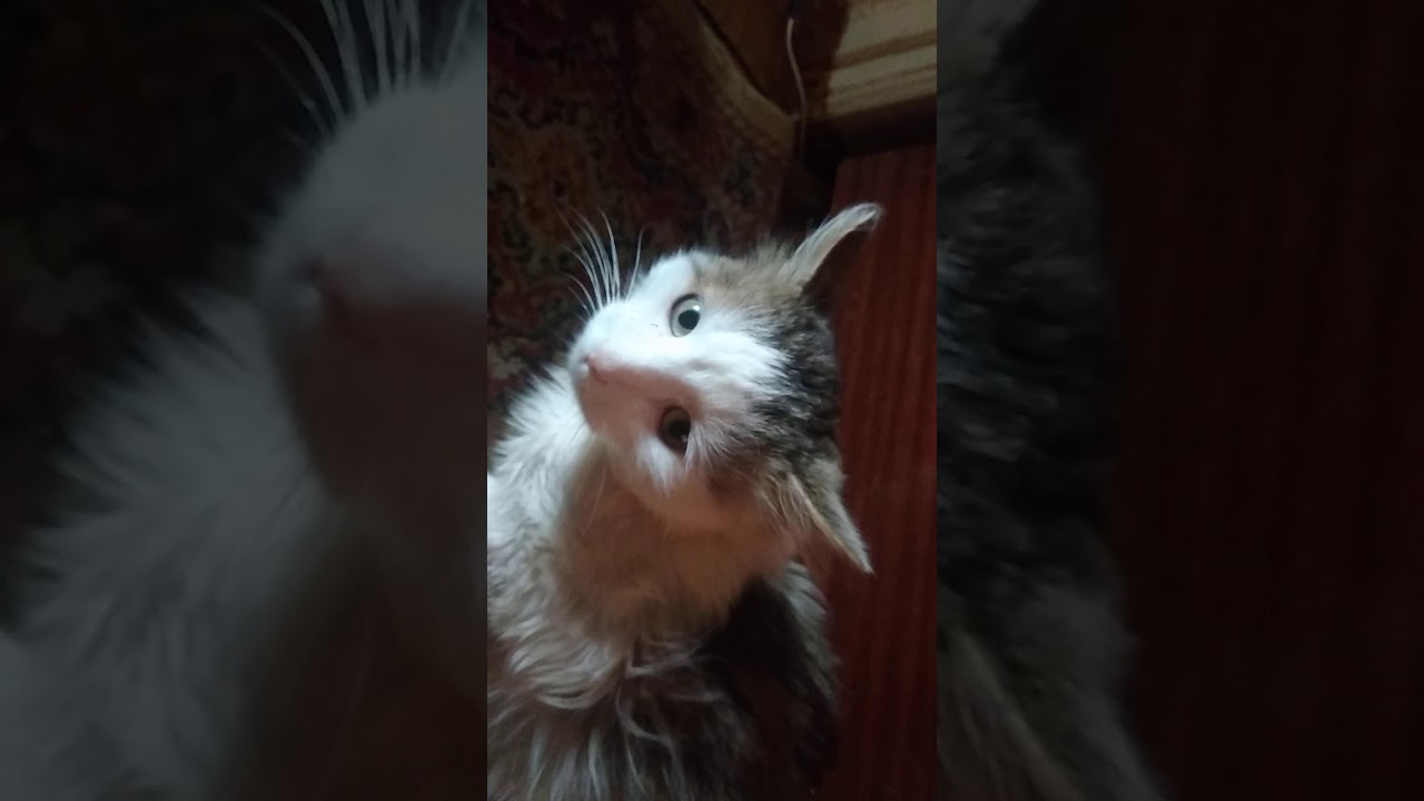 бухие катв