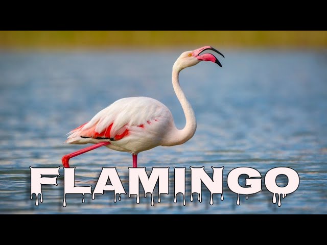 Greater Flamingo Sound, Flamingo Call