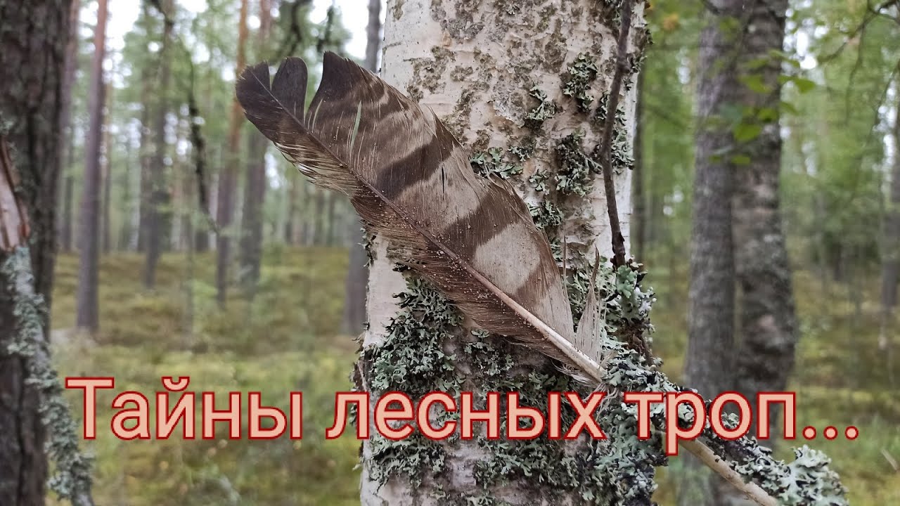 Прогулка к озеру через глухой лес #лес #лесноеозеро #одинвлесу #паустовский #карельскийперешеек