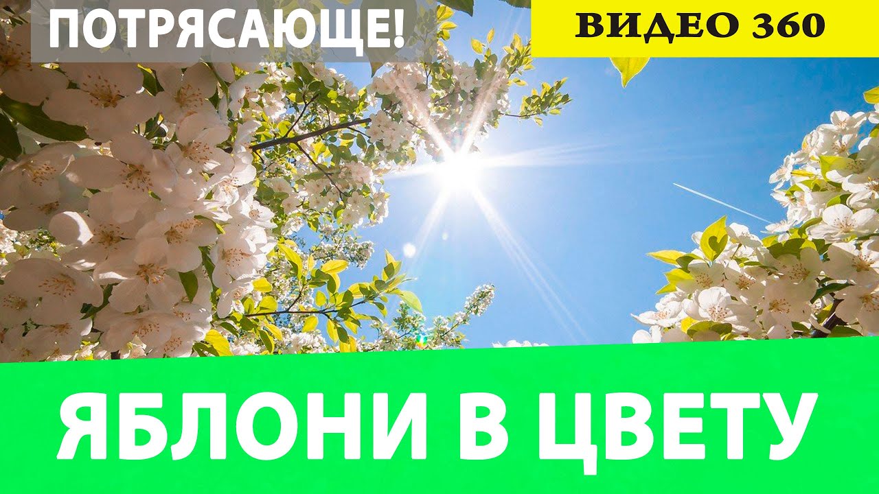 Яблони в цвету. Весна. Очень красиво! [Видео 360]