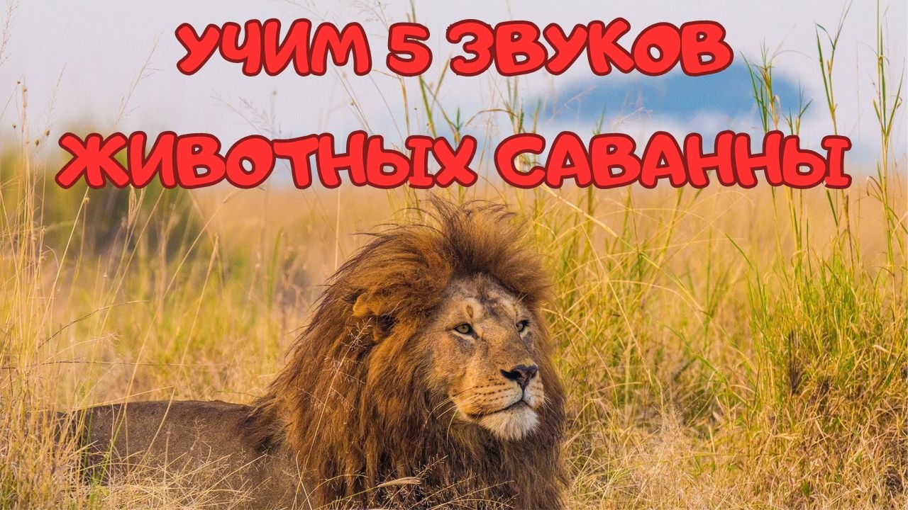 5 звуков для детей  Дикие животные саванны 