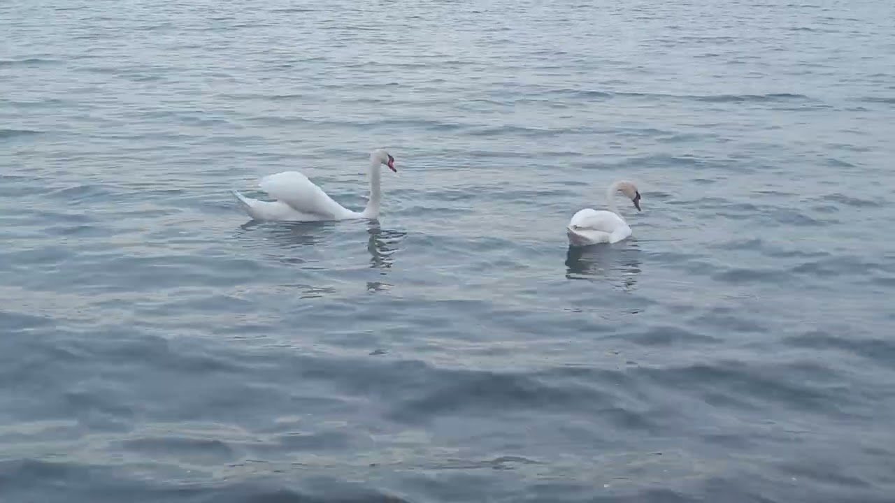 Two Swans 🦢 Dive Together To The Bottom For Food / Два лебедя 🦢 вместе ныряют на дно за едой #swans