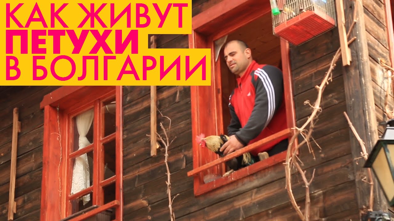 Петух. Как живут петухи в Болгарии