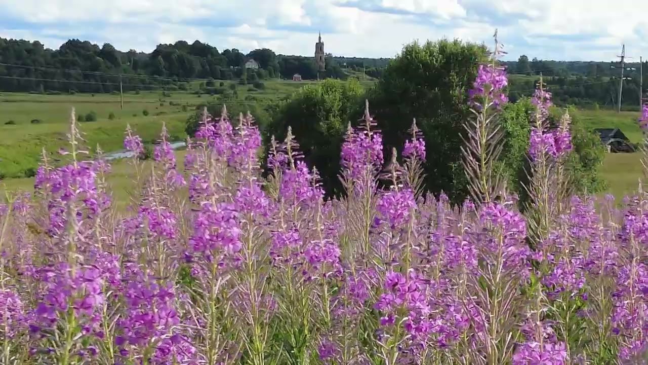 Иван-чай поле лето. Релакс-видео живая природа.