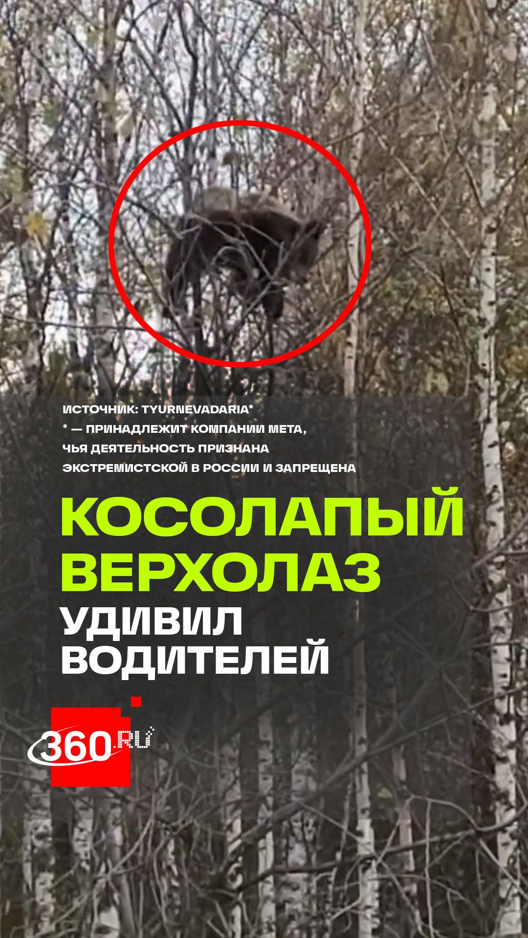 Водители замерли от увиденного у дороги в Иркутске