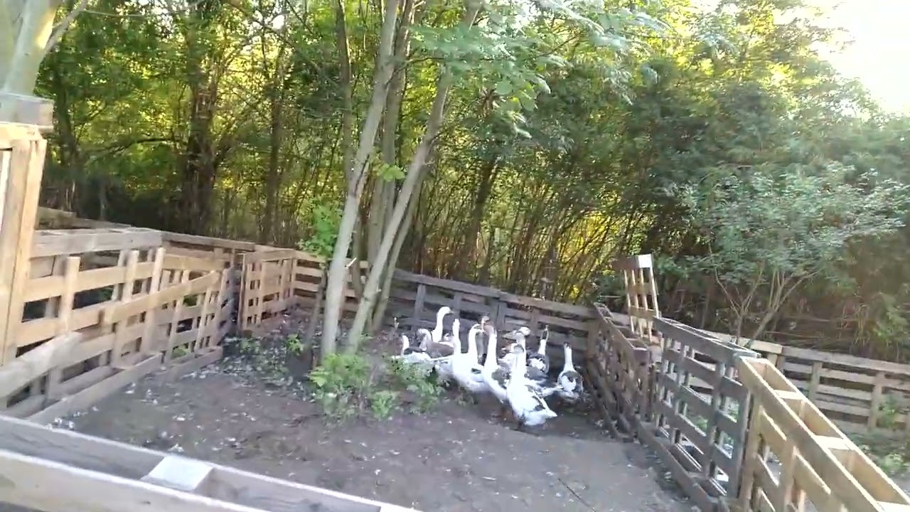 Ужасные звуки гусей