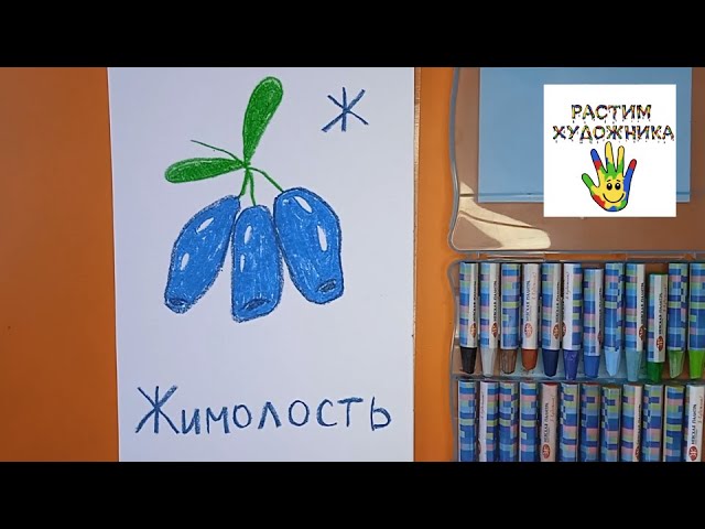 Буква Ж. Жимолость