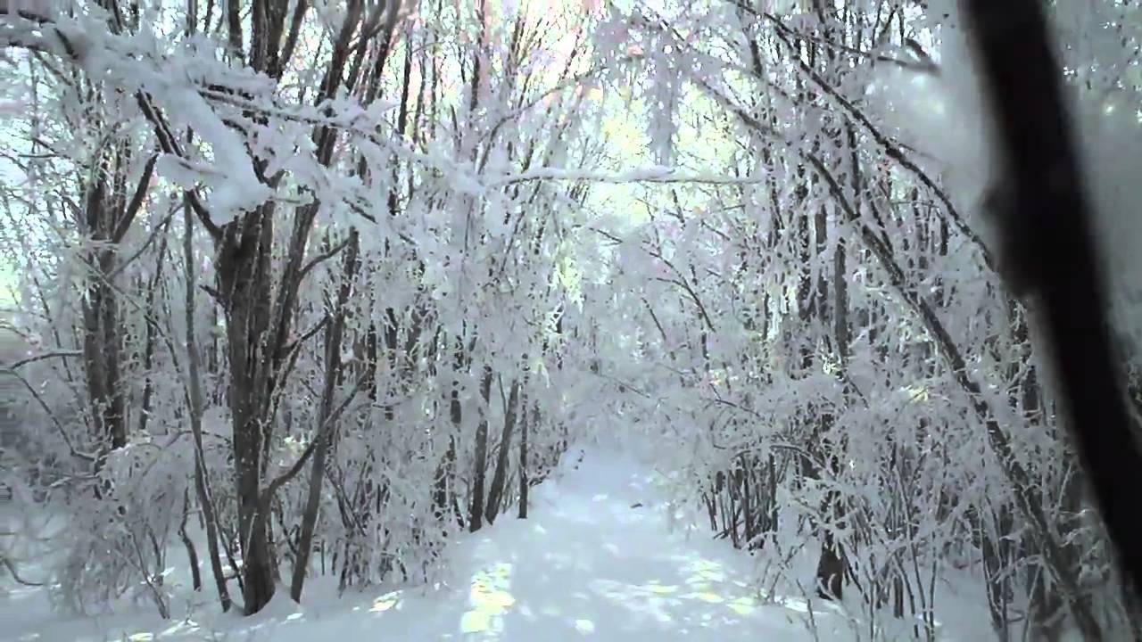 КРАСИВЫЙ ЛЕС Новороссийского района