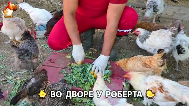 Содержание кур в домашних условиях и животных во дворе у Роберта 🐣🐤🦆🐔🪿🦃 (9)