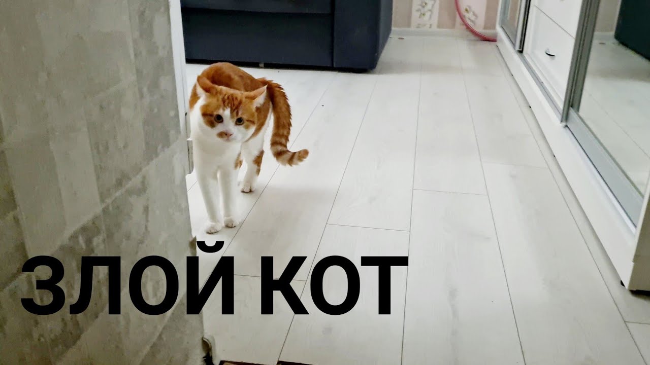 #Shorts # Cat #kitty злой кот