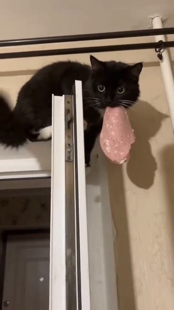 Братья наши меньшие