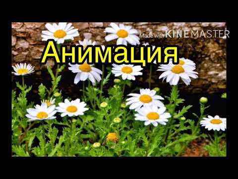 Анимация Лист и Кот