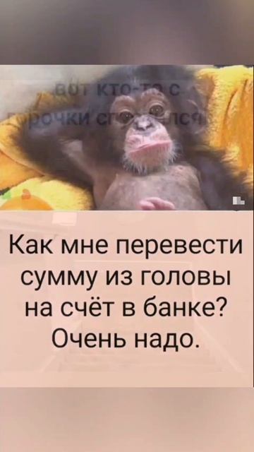 КУРИЦЫ ШО ЗА ДЕЛА 😁 #приколы #озвучка #мем #котики