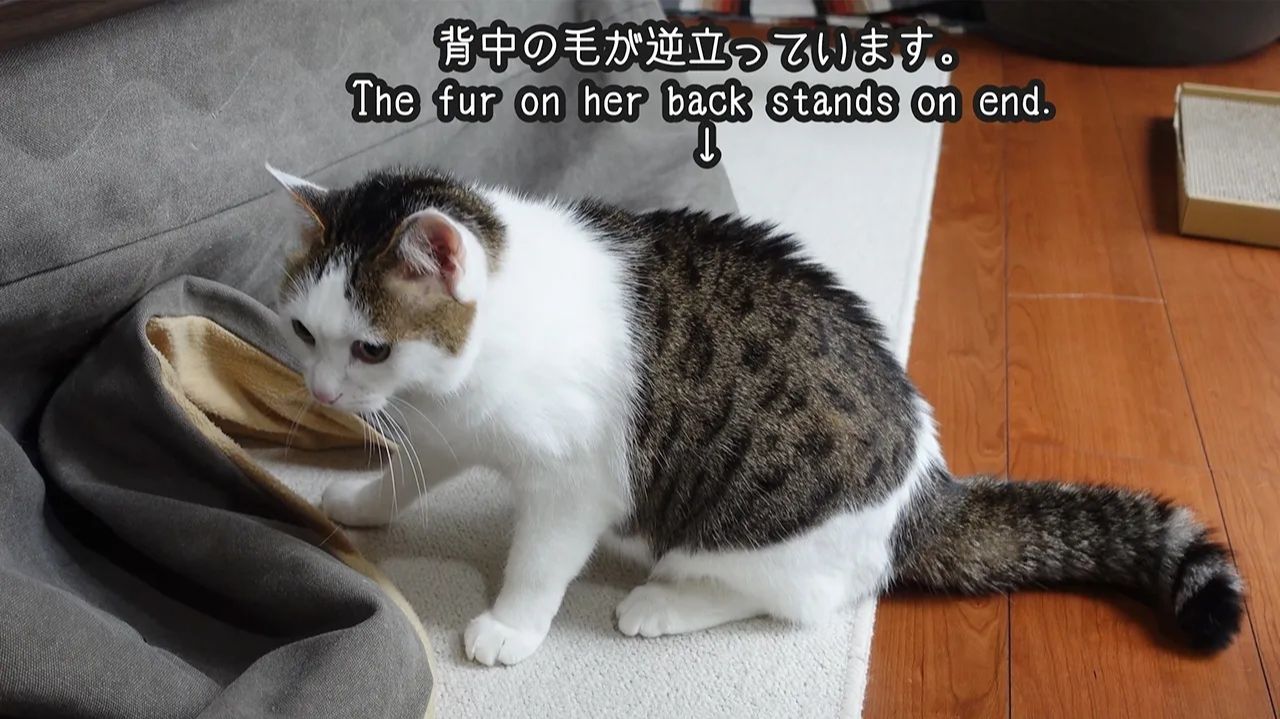 Мири сражается с чем-то под котацу 😼