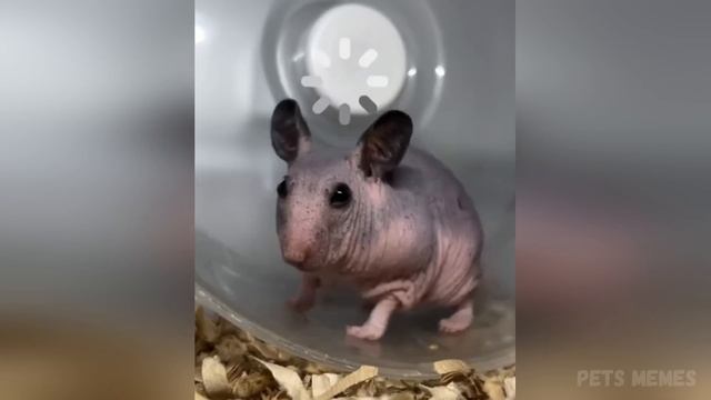 Funny Hamsters Videos | Cute And Funny Moments Of The Animals Part 2