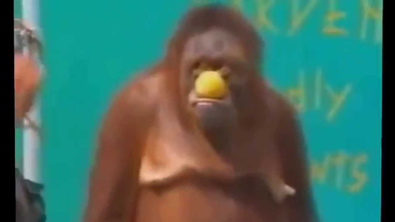 Приколы с жевотными Обезяна показывает фокуси