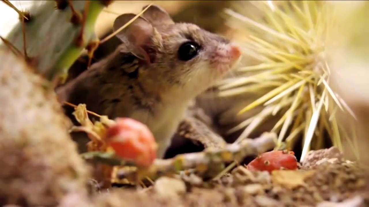 Удивительные факты веры: 10 - Кузнечиковая мышь хомячок
