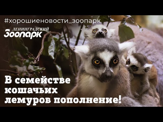 Один маленький лемур хорошо, а два – ещё лучше🥰