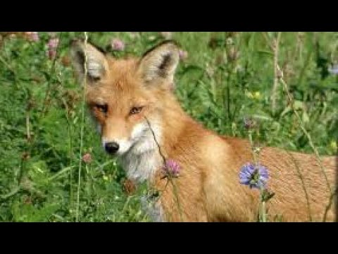Лиса пришла в город. The fox came to the city.