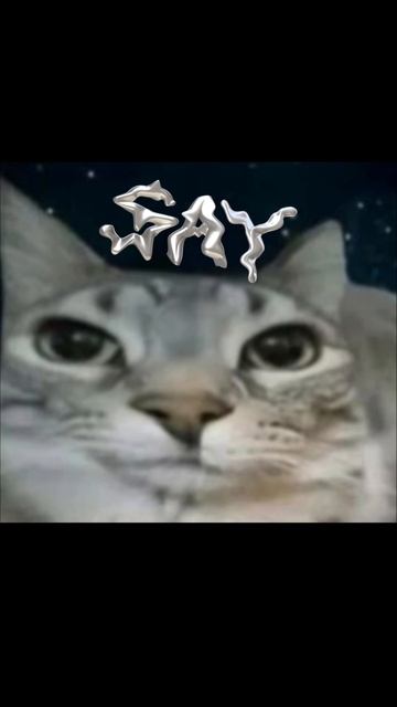 котик