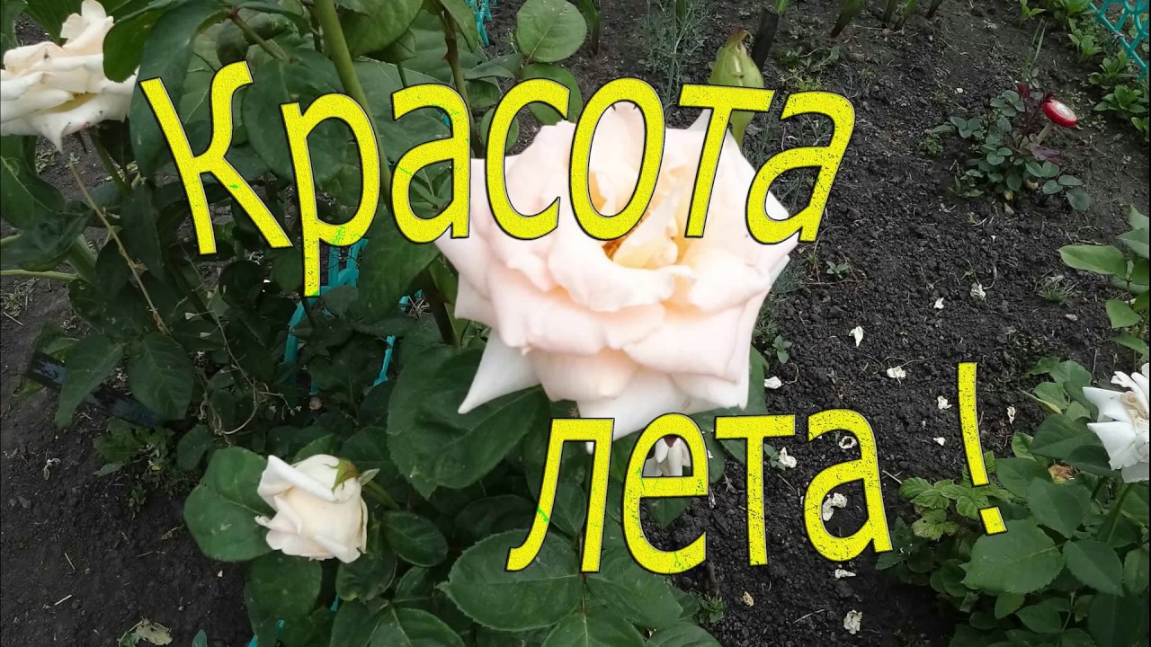 Красота лета !