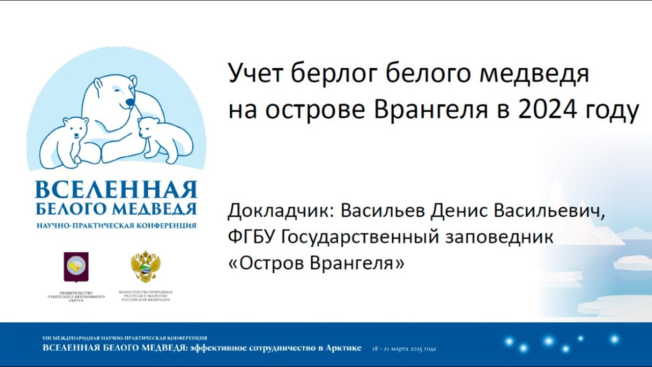 Учет берлог белого медведя на острове Врангеля в 2024 году