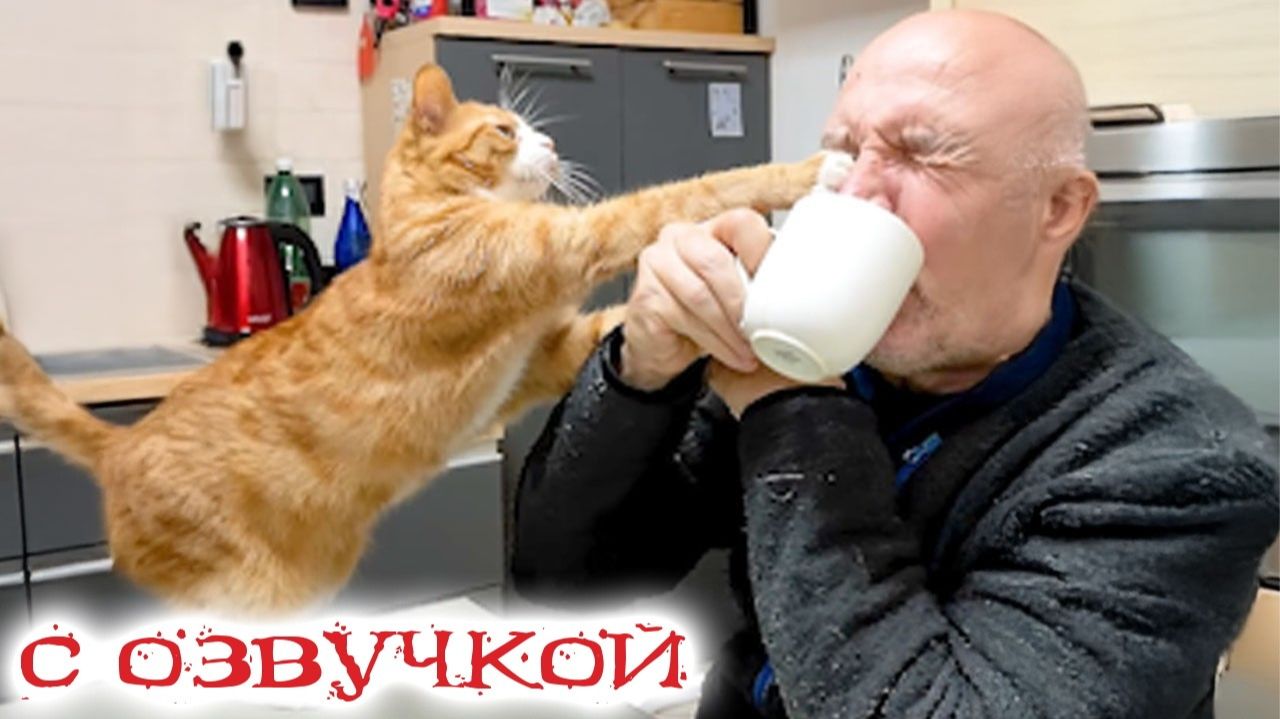 Смешные_Коты__С_ОЗВУЧКОЙ__Приколы_С_Животными_2026__Попробуй_Не_Засмеяться_