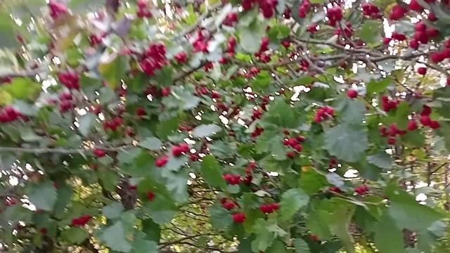 ВСТРЕЧА И РЕЗУЛЬТАТ МОЕГО ПОХОДА НА ДАЧИ