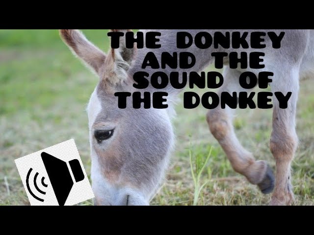 Donkey Sound