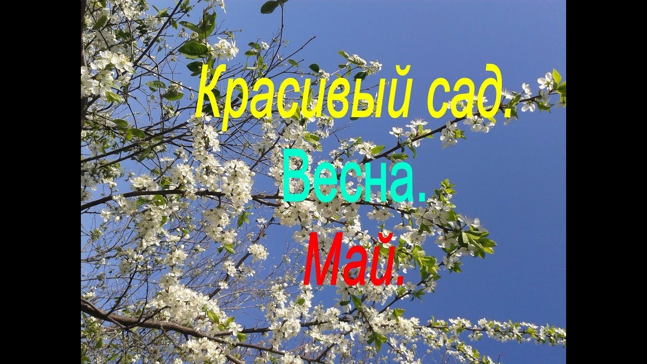 Красивый сад. Весна. Май.