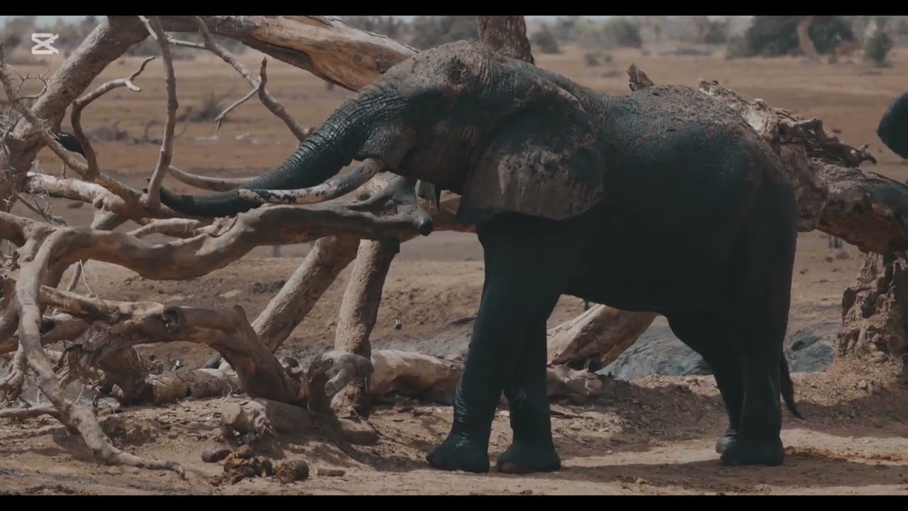Слон-топотун 🐘 Веселая детская песенка-зарядка