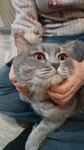 котик кот шортс прикол природа