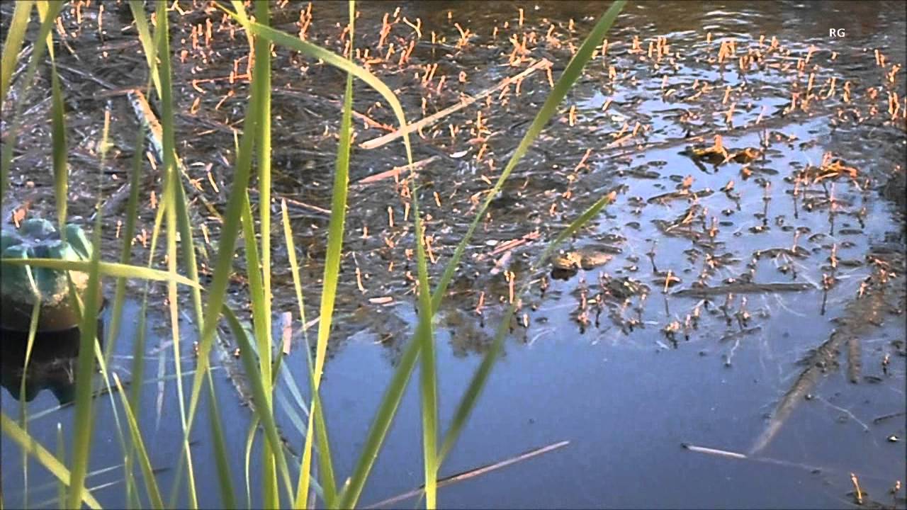 Звуки природы. ЛЯГУШКИ RG